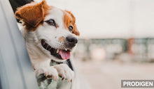 Charger l'image dans la galerie, Housse de siège de voiture pour chien