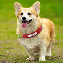 Charger l&#39;image dans la galerie, Collier de chien  en cuir
