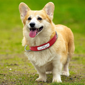 Collier de chien  en cuir