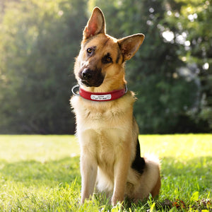 Collier de chien  en cuir